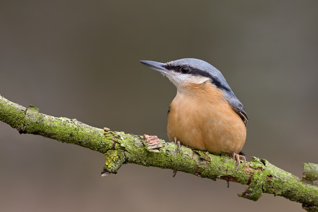 2009 (1) JANUARY Nuthatch 